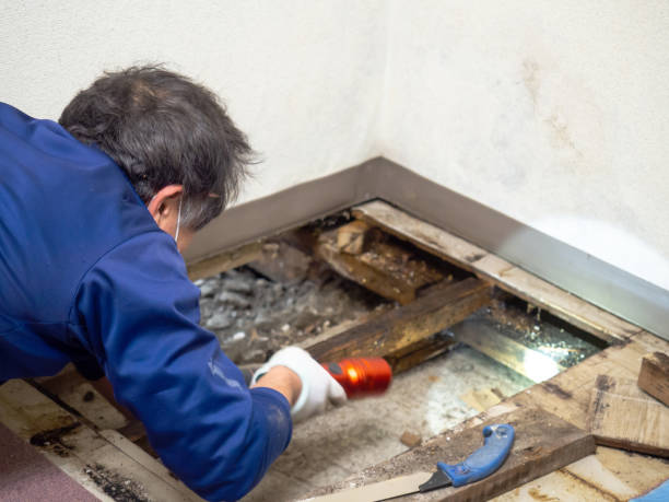 Best Residential Mold Remediation in Lake Cassidy, WA