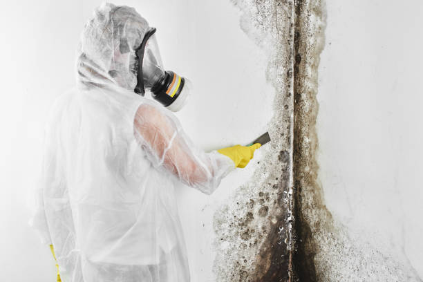 Best Industrial Mold Remediation in Lake Cassidy, WA