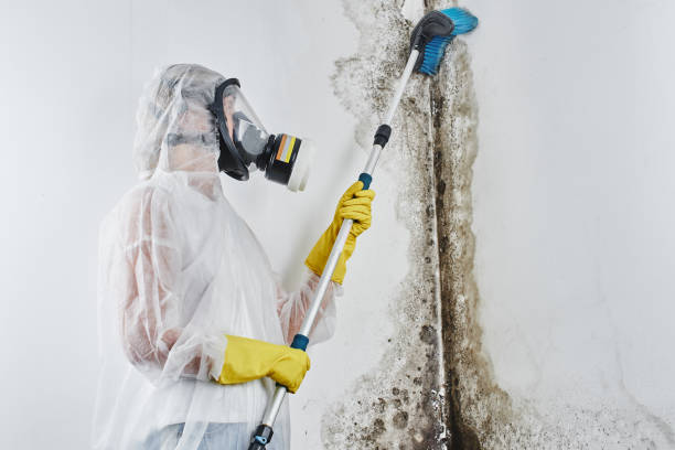 Trusted Lake Cassidy, WA Mold Remediation Experts