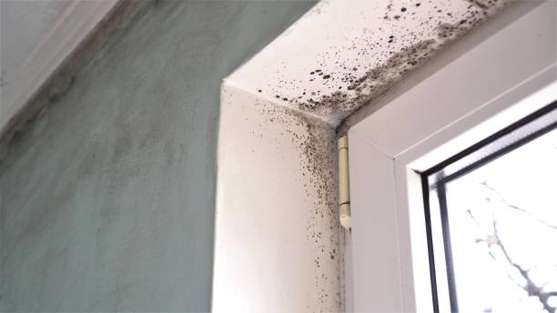 Best Commercial Mold Remediation in Lake Cassidy, WA