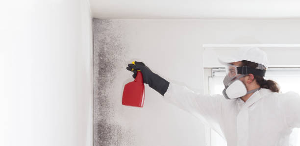 Best Localized Mold Remediation (e.g., coastal areas, humid climates) in Lake Cassidy, WA