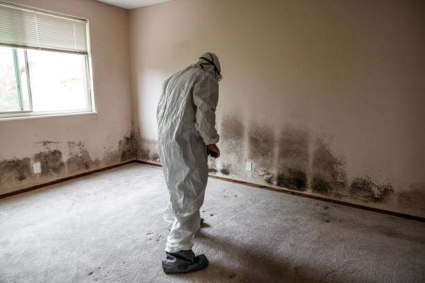 Best Preventive Mold Services in Lake Cassidy, WA