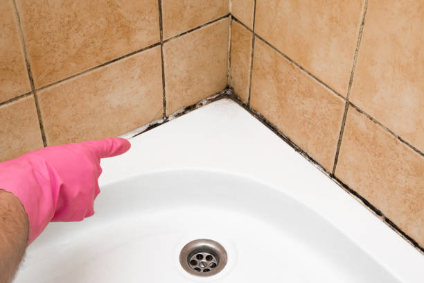 Best Commercial Mold Remediation in Lake Cassidy, WA