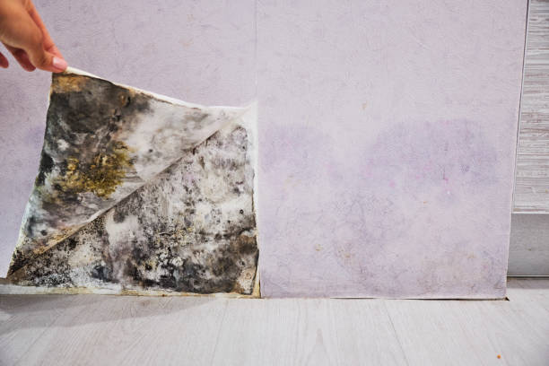 Best Industrial Mold Remediation in Lake Cassidy, WA